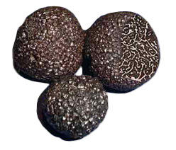 melanosporum
